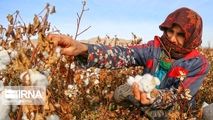پنبه گلستان در مسیر نوزایی