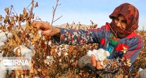 پنبه گلستان در مسیر نوزایی