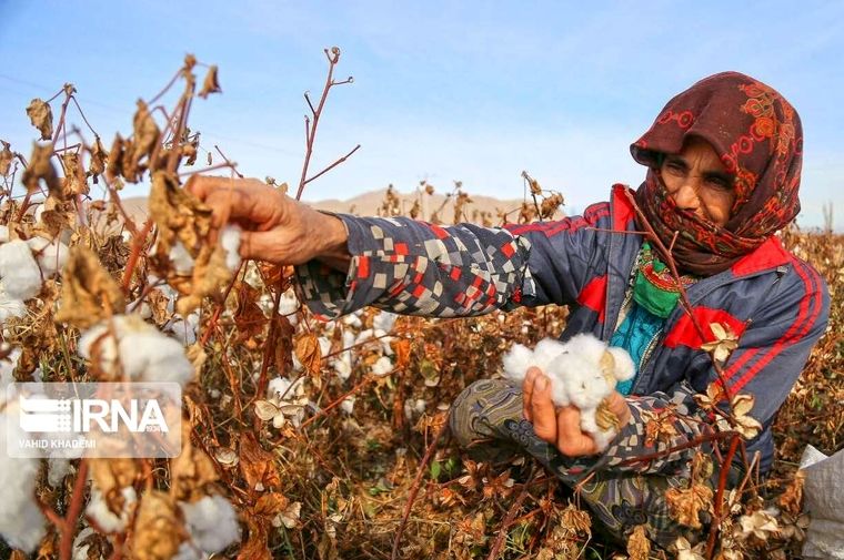 پنبه گلستان در مسیر نوزایی