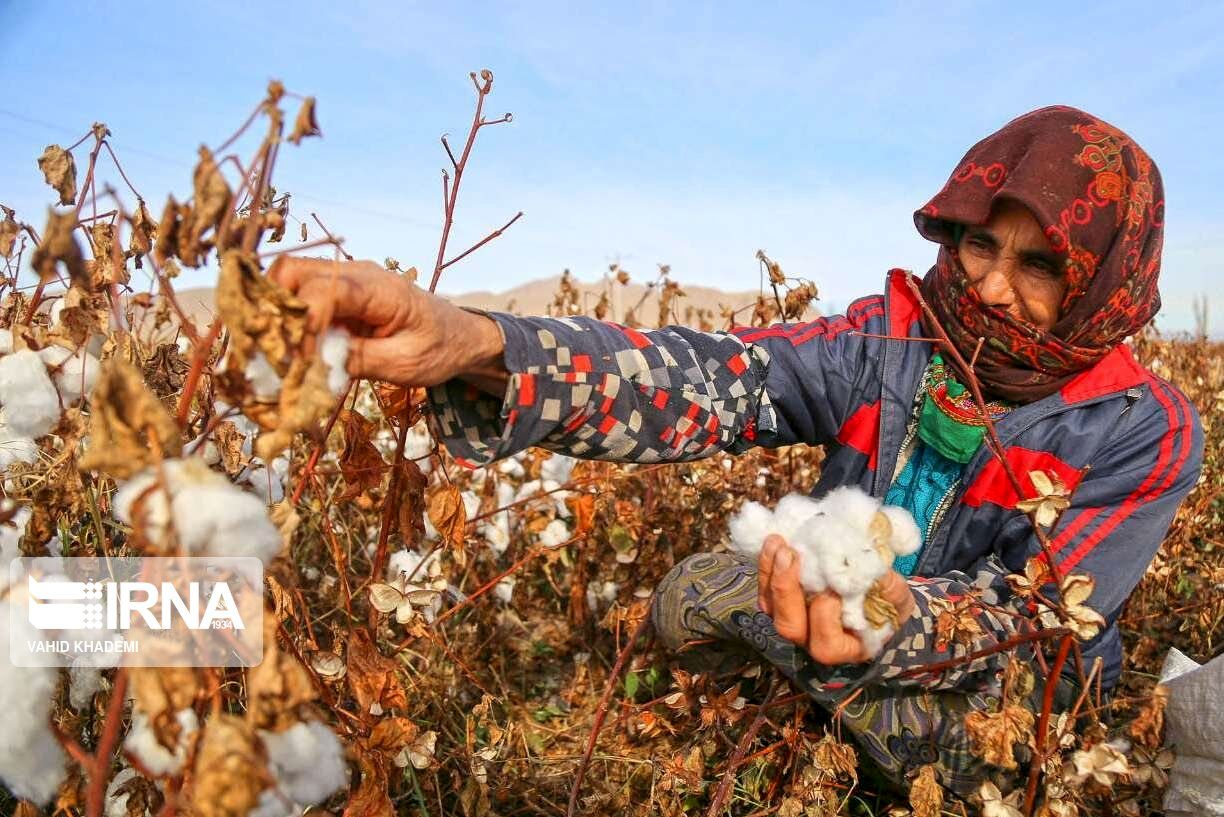 پنبه گلستان در مسیر نوزایی