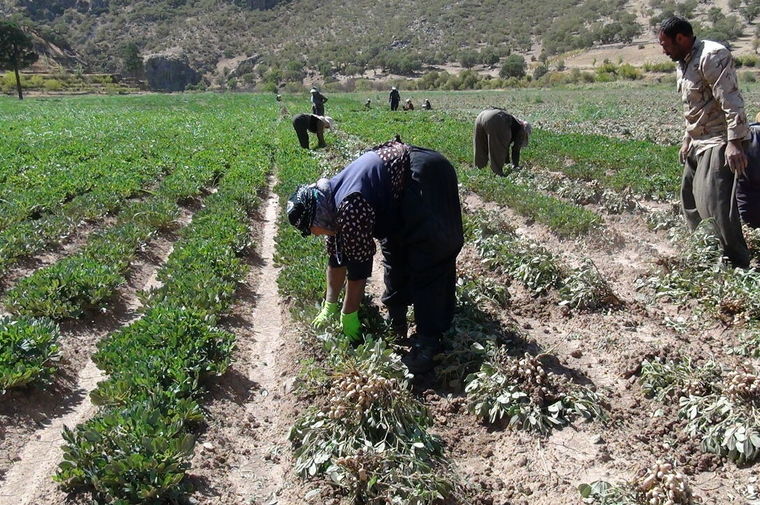 کمبود کارگر فصلی در یکی از بیکارترین استان‌های کشور